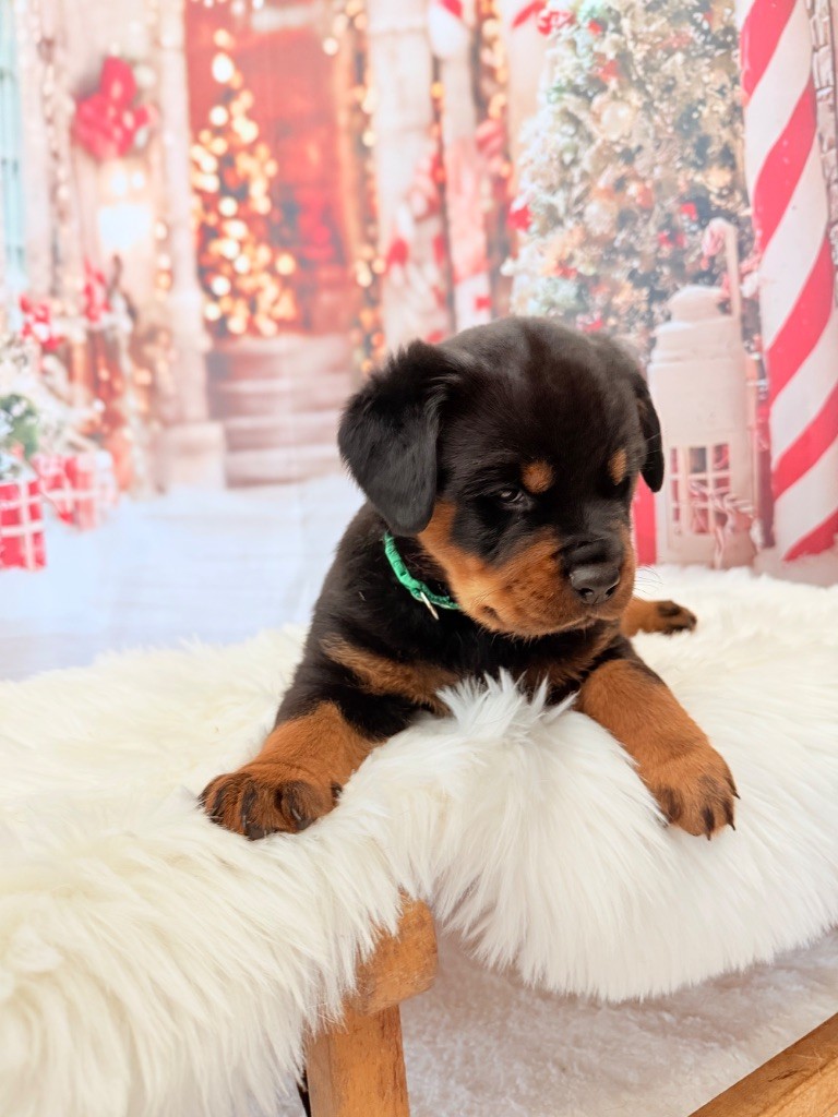 Des Gardiens De Molhinssy - Chiots disponibles - Rottweiler