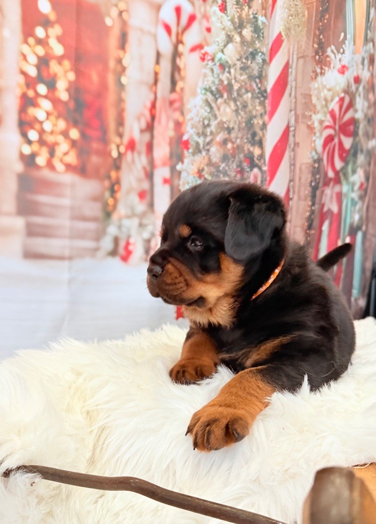 Des Gardiens De Molhinssy - Chiots disponibles - Rottweiler