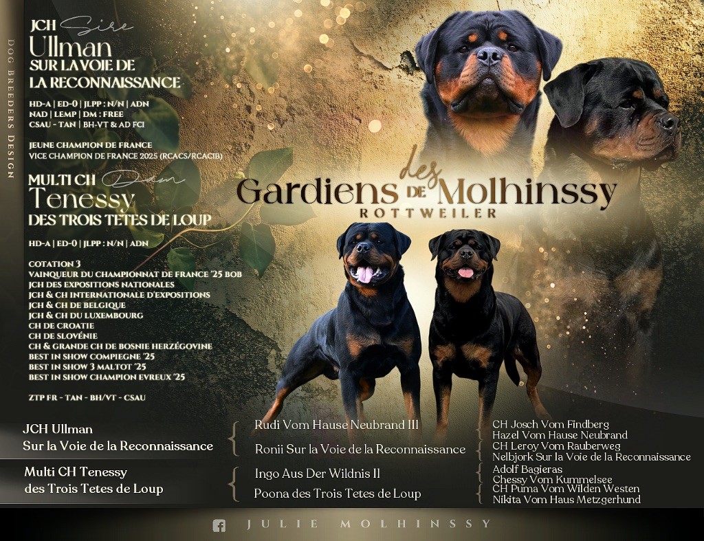 Chiot Rottweiler Des Gardiens De Molhinssy